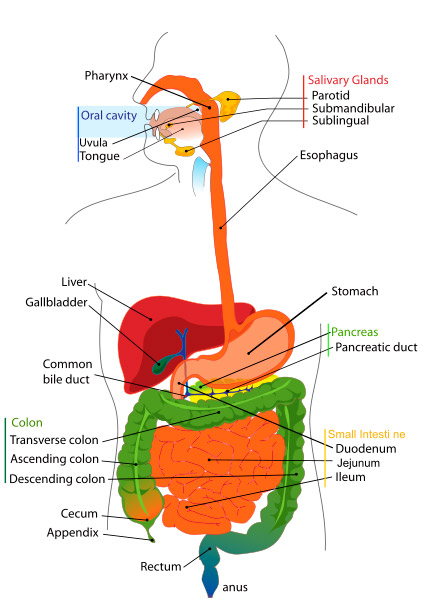El aparato digestivo humano - ¿por qué es tan importante la hidroterapia colónica?